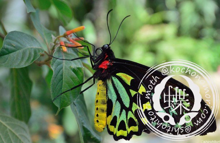 投稿についてもっと詳しく ケアンズトリバネアゲハ