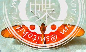 チャイロドクチョウ ドリアス・イリア