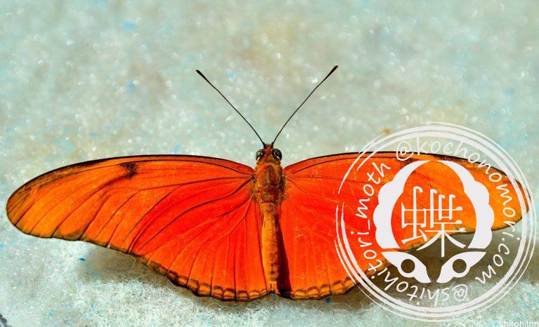 投稿についてもっと詳しく チャイロドクチョウ