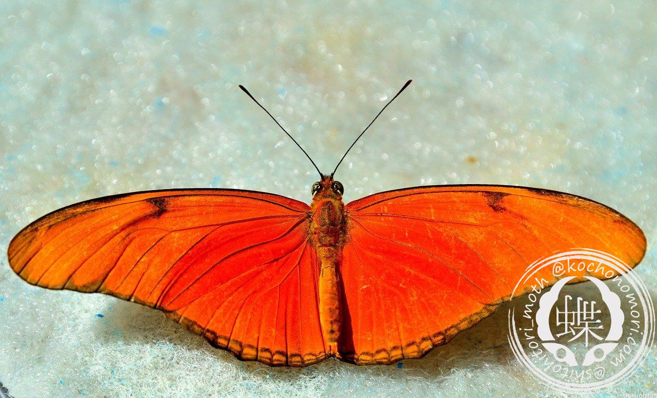 あなたが現在見ているのは チャイロドクチョウ