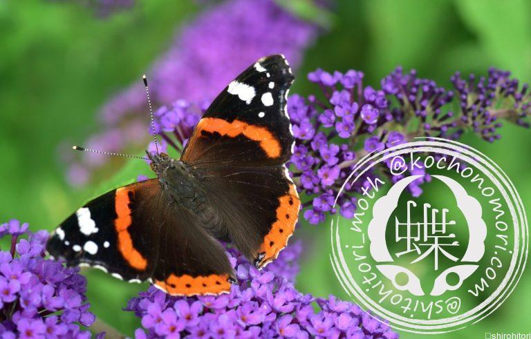 投稿についてもっと詳しく ヨーロッパアカタテハ