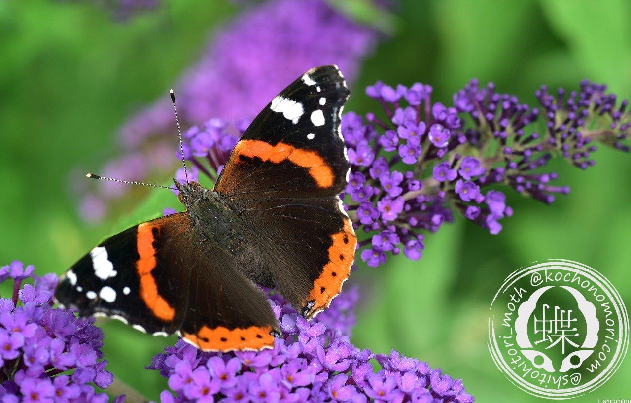 あなたが現在見ているのは ヨーロッパアカタテハ