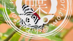 ウラモジタテハ ウラモジタテハ