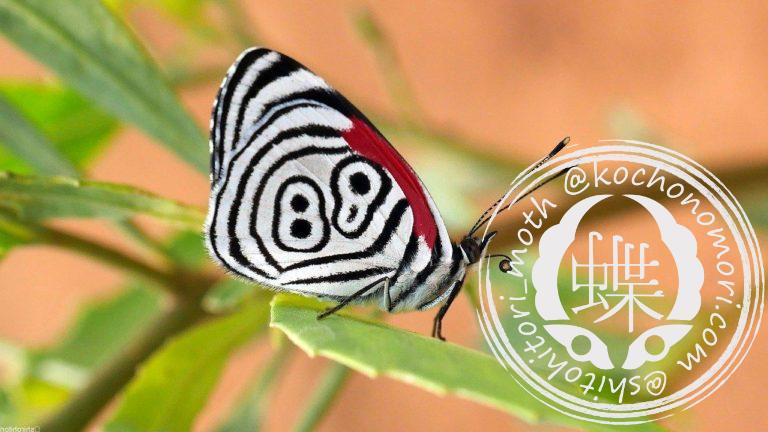 投稿についてもっと詳しく ウラモジタテハ