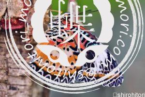 ヒョウクサカゲロウ