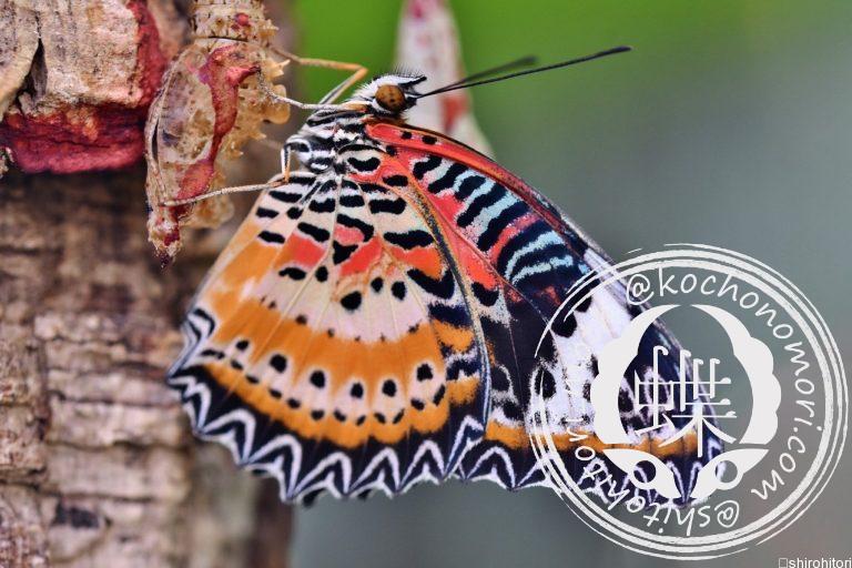 投稿についてもっと詳しく キアネハレギチョウ