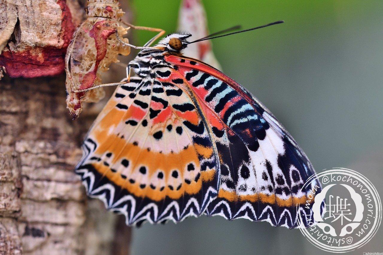 あなたが現在見ているのは キアネハレギチョウ