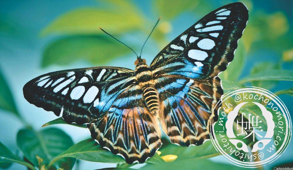 butterfly 4089197 1280