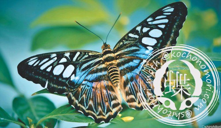 投稿についてもっと詳しく トラフタテハ