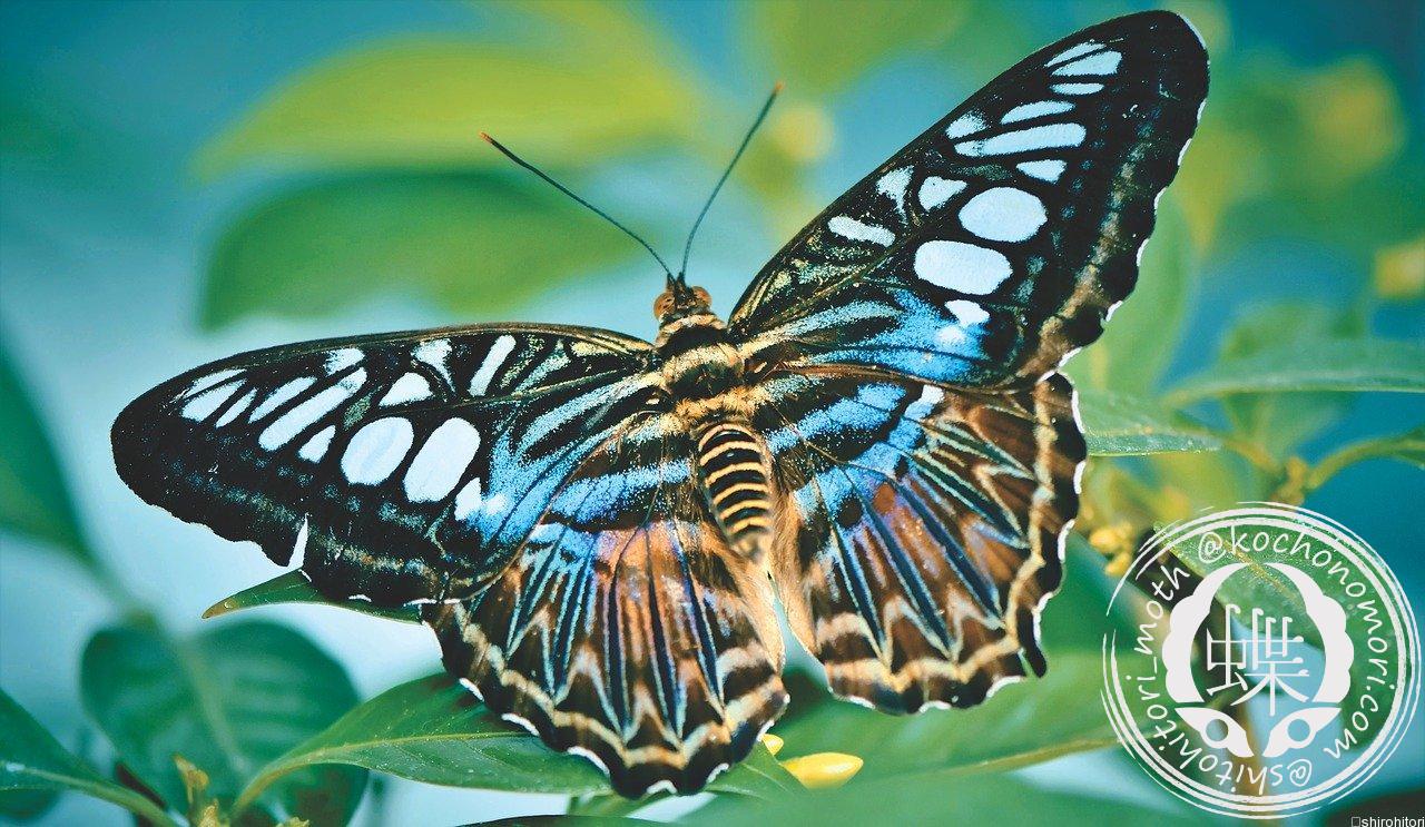 あなたが現在見ているのは トラフタテハ