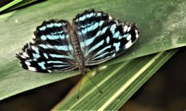 ルリツヤタテハ