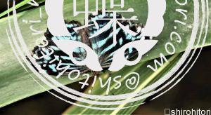 ルリツヤタテハ