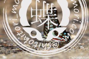 ミカドアゲハ ミカドアゲハ