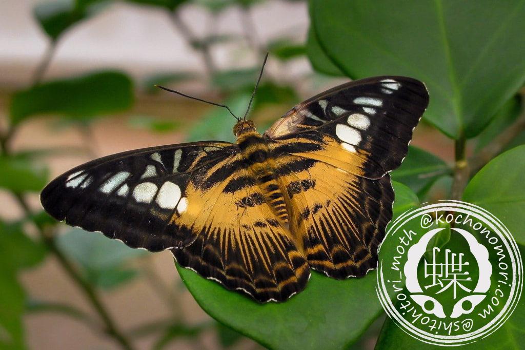 butterfly 5009942 1280 min