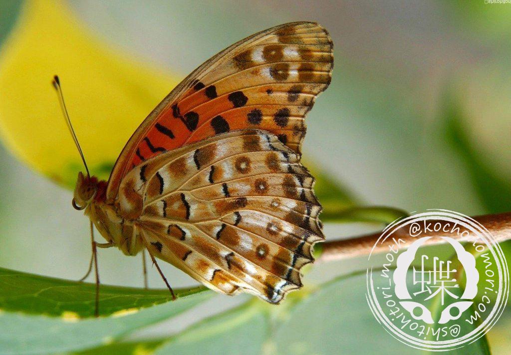 butterfly 674416 1280 e1580693019712