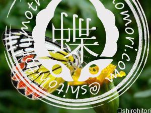 Delias eucharis　ユーカリスカザリシロチョウ