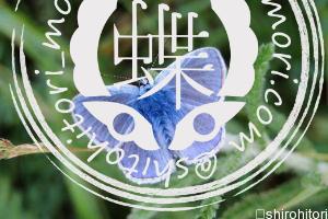 イカルスヒメシジミ イカルスヒメシジミ