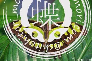 ミドリタテハ Siproeta stelenes