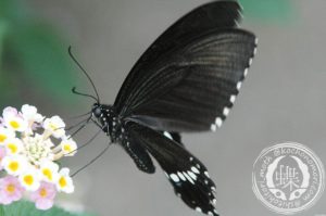 シロオビアゲハ シロオビアゲハ オス