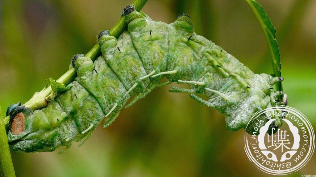 caterpillar 2239522 1280