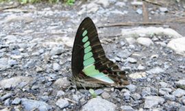 アオスジアゲハ