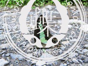 アオスジアゲハ あおすじ