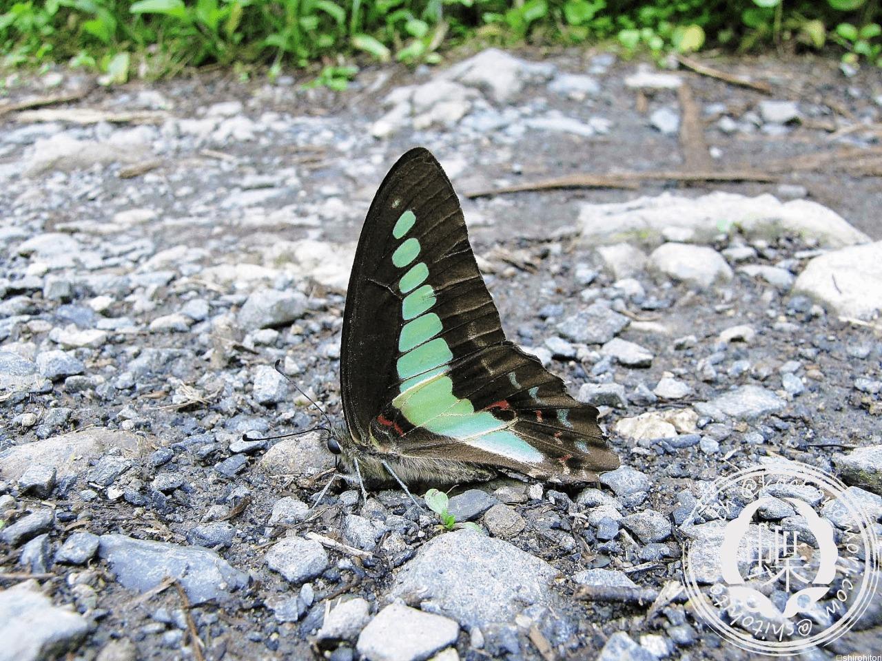 あなたが現在見ているのは アオスジアゲハ