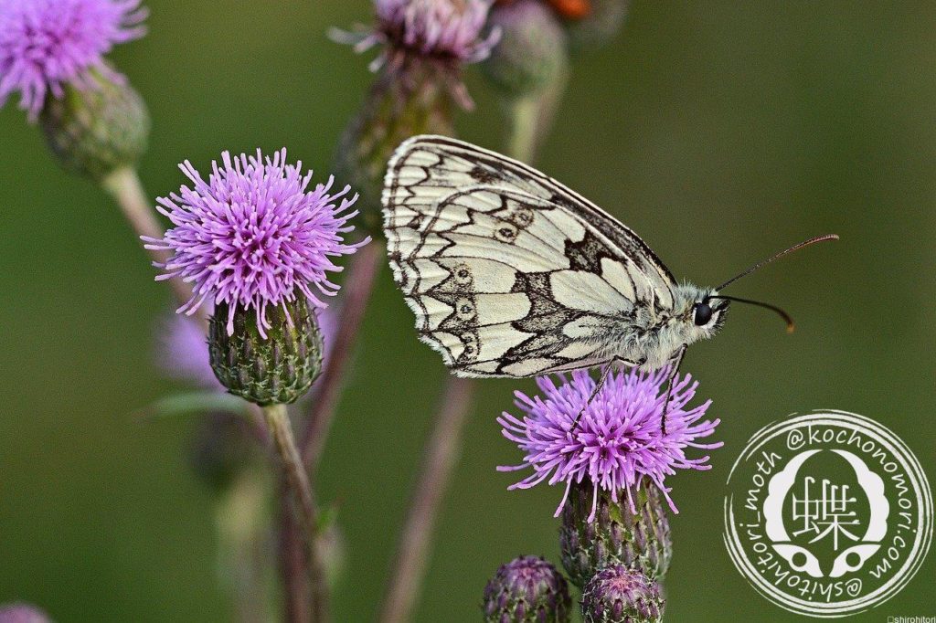 checkered butterfly 4332097 1280