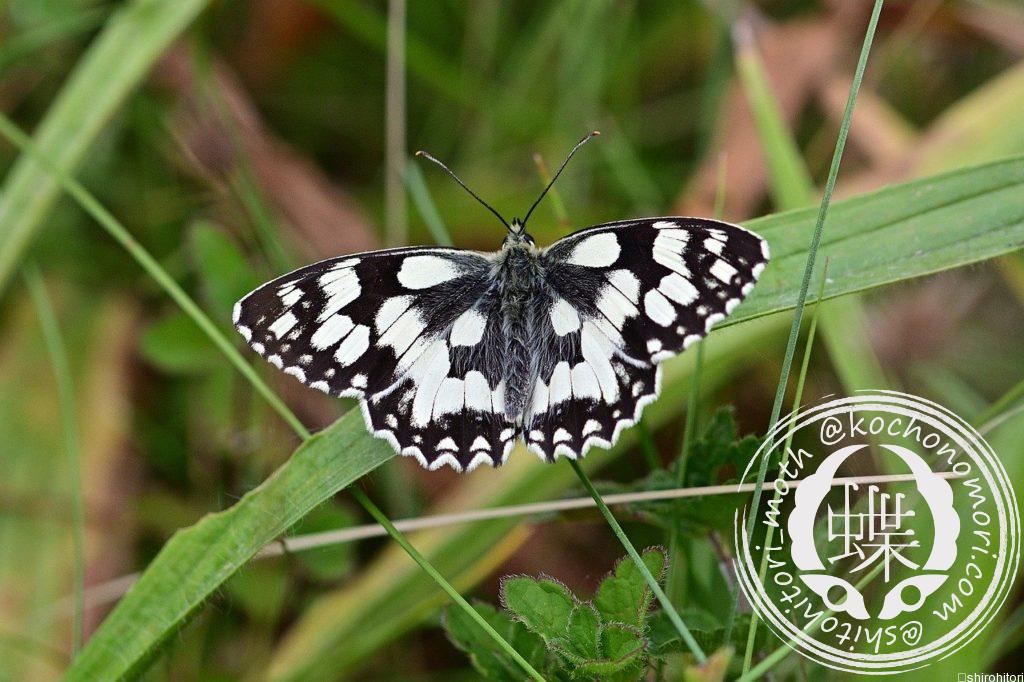 checkered butterfly 4334076 1280