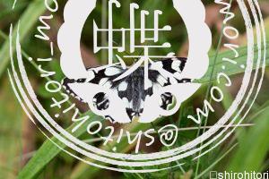 ヨーロッパシロジャノメ ヨーロッパシロジャノメ