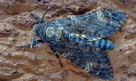 ヨーロッパメンガタスズメ