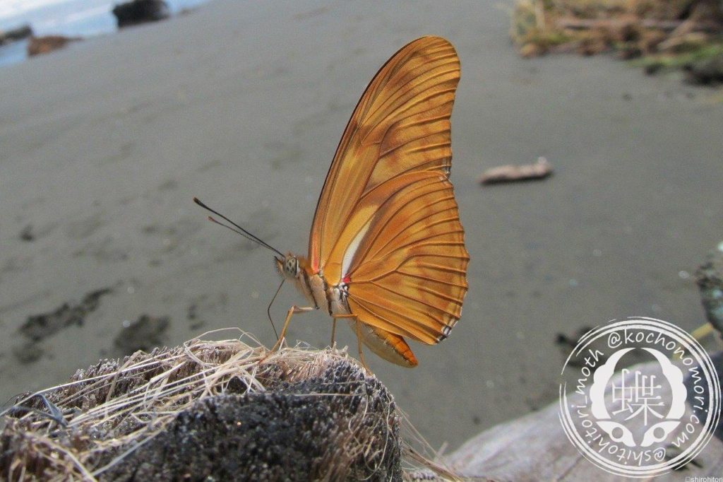 dryas iulia 983434 1280