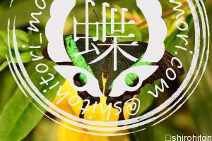 ルリオビアゲハ emerald-swallowtail