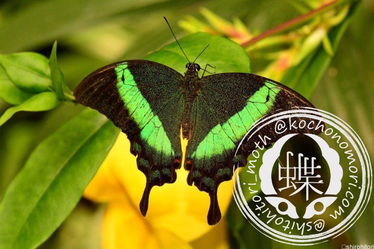 投稿についてもっと詳しく ルリオビアゲハ