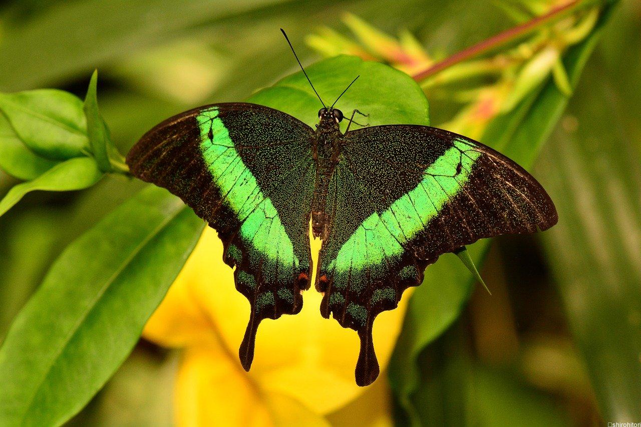ルリオビアゲハ | 胡蝶の杜