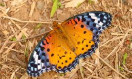 ツマグロヒョウモン