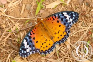 ツマグロヒョウモン　メス