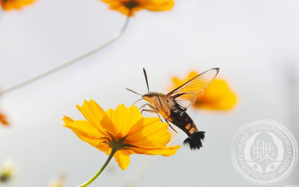 ff07292ef3b42bc9b6ac2924ab597518 m