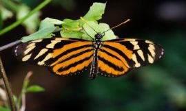 イスメニウスドクチョウ