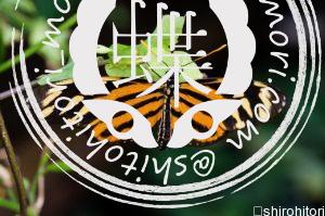 Heliconius ismenius　ヘリコニウス・イスメニウス