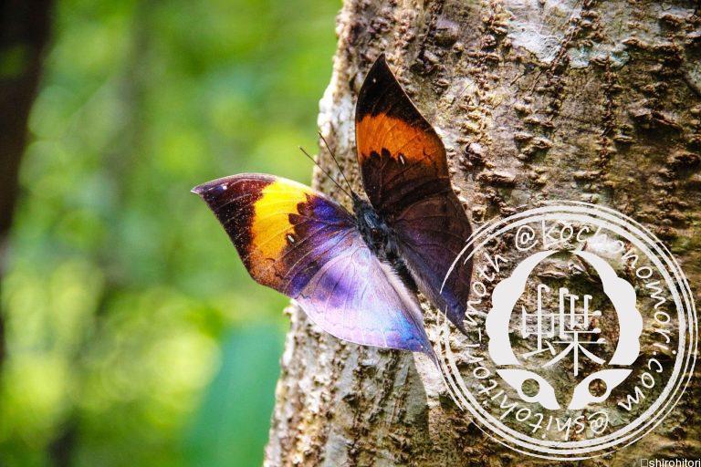 投稿についてもっと詳しく コノハチョウ