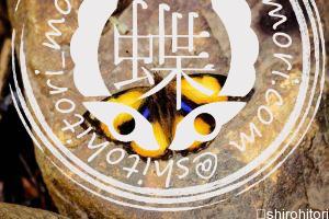 ルリボシタテハモドキ Junonia hierta