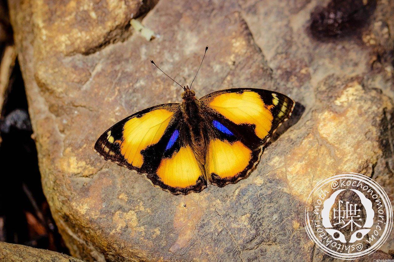 ルリボシタテハモドキ - 胡蝶の杜