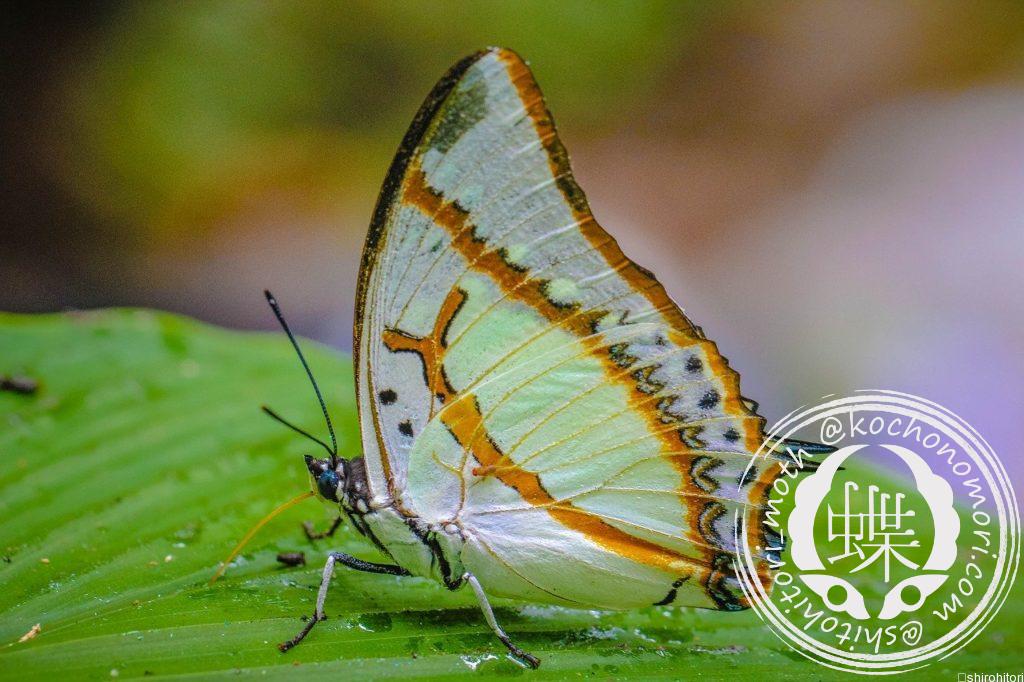 insects 2688952 1280