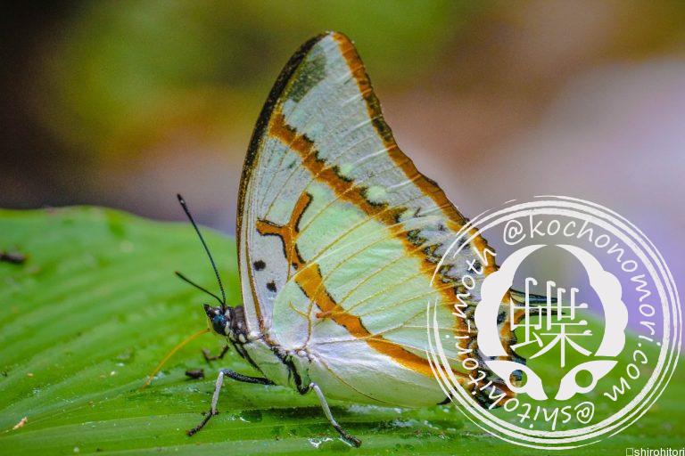 投稿についてもっと詳しく タイリクフタオチョウ