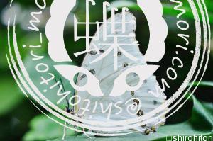 シロモルフォ シロモルフォ