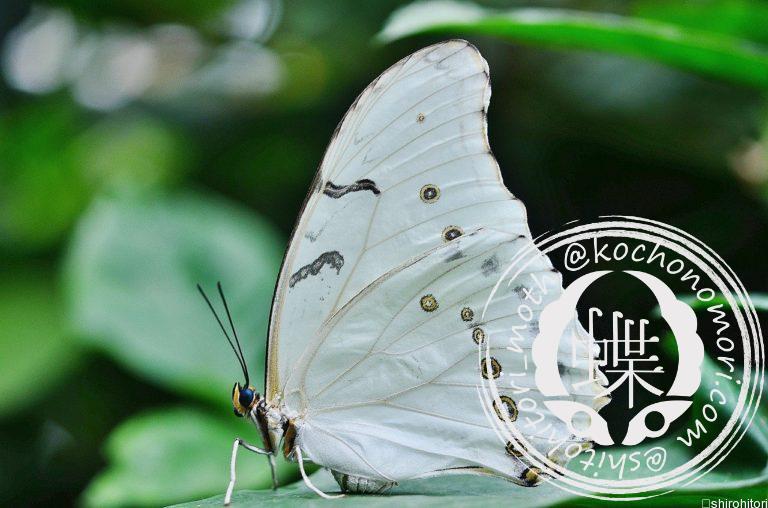 投稿についてもっと詳しく シロモルフォ