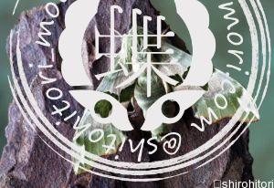 ライムスズメガ