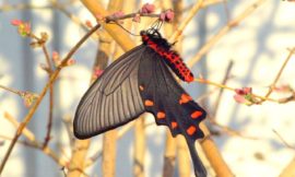 ジャコウアゲハ