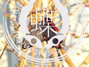 ジャコウアゲハ ジャコウアゲハ